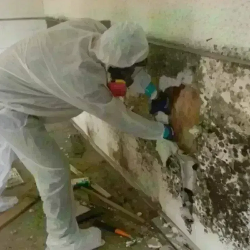 Mold Remediation and Removal in August, CA